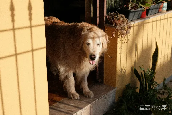 高清摄影 一只毛茸茸的金毛犬站在门口。