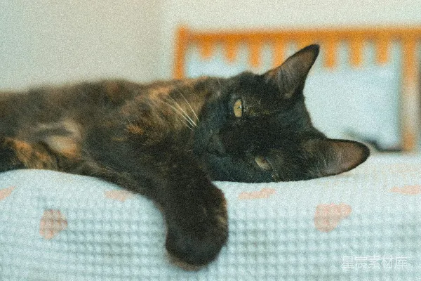 高清摄影 一只玳瑁猫正躺在有图案的毯子上休息。