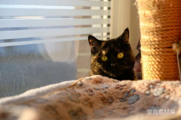 高清摄影 一只玳瑁猫从毯子后面探出头来。