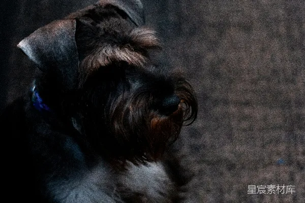 高清摄影 一只迷你型贵宾犬躺在地毯上。