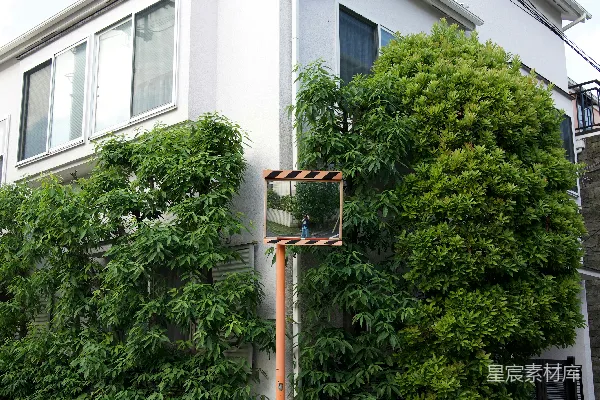 高清摄影 街角处的一座白色建筑上覆盖着绿色的植物。