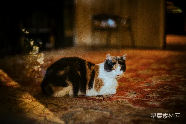 高清摄影 一只花猫躺在图案地毯上