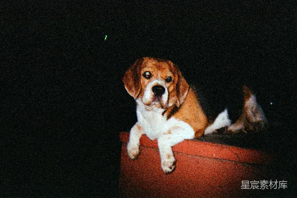 高清摄影 一只比格犬夜晚躺在红色的表面上。