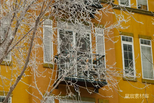 高清摄影 雪覆的树枝在黄色建筑前。