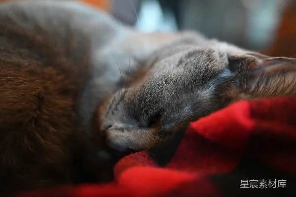 高清摄影 一只灰色的猫在红色的毯子上睡觉。
