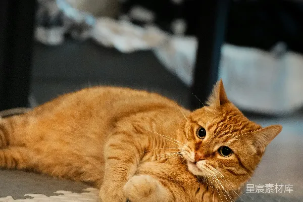高清摄影 一只橙色的猫正躺在有图案的垫子上。