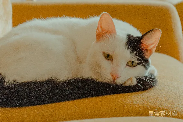 高清摄影 一只黑白相间的猫正躺在黄色的沙发上。
