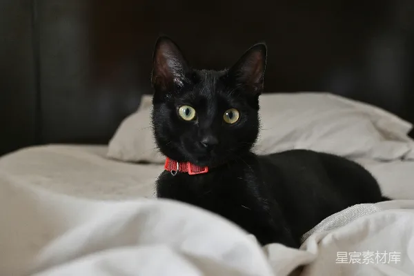 高清摄影 有一只戴着红色项圈的黑猫在一张白床上休息。