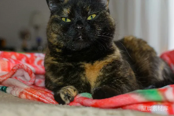 高清摄影 一只绿眼的玳瑁猫躺在毯子上。
