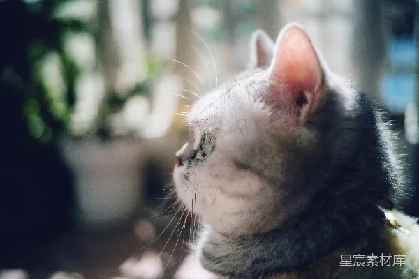 高清摄影 一只猫沐浴在阳光下，凝视远方。
