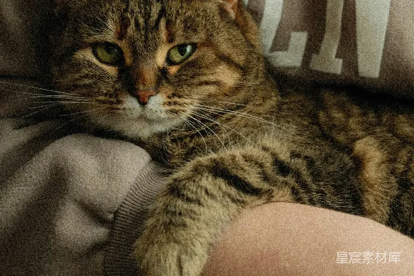 高清摄影 一只虎斑猫舒适地躺在某人的怀里。