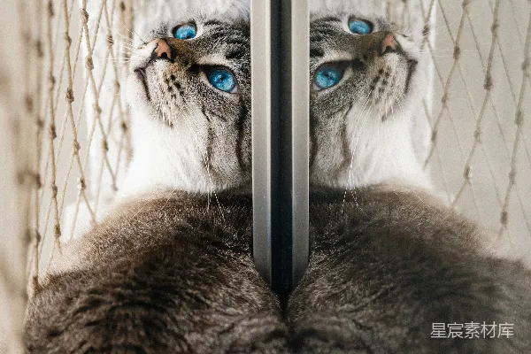 高清摄影 一只蓝眼睛很引人注目的虎斑猫抬头看。