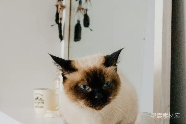 高清摄影 一只白棕相间的猫坐在白色的木制架子上