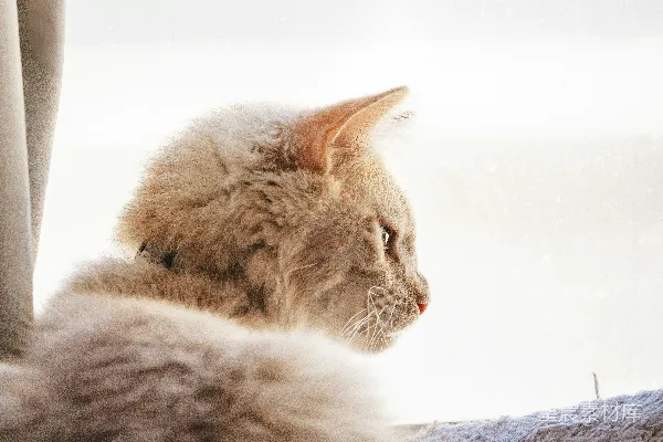 高清摄影 一只蓬松的猫正从窗户向外看。