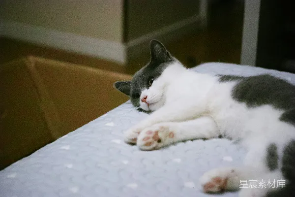 高清摄影 一只灰白相间的猫趴在有图案的毯子上。