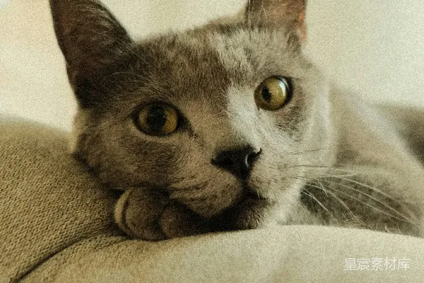 高清摄影 一只灰猫，眼睛是黄色的，正躺在一个米色的垫子上。