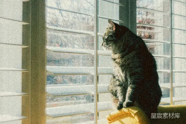 高清摄影 一只虎斑猫坐在窗边，望着窗外。