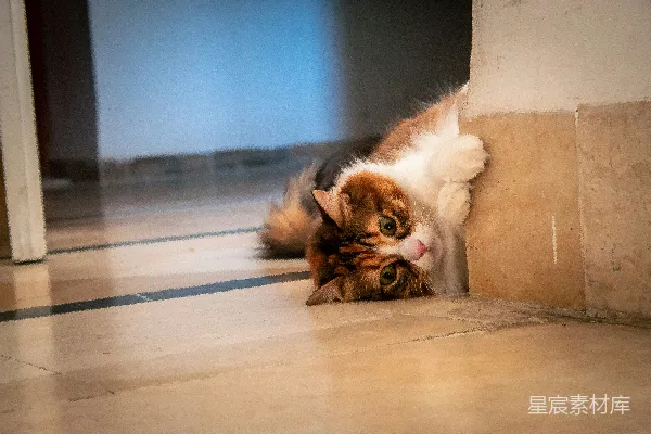 高清摄影 一只花猫从角落里探出头来。