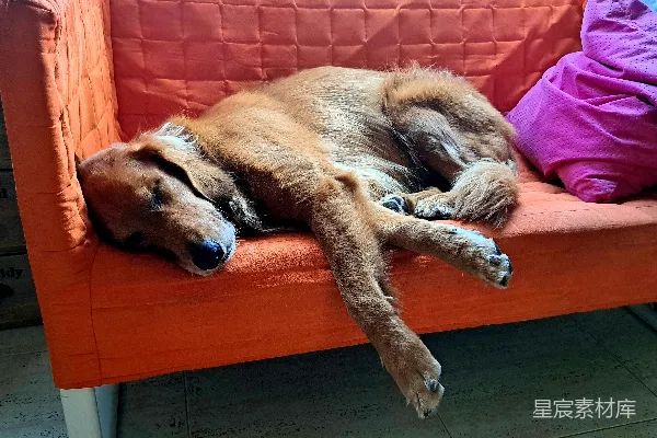 高清摄影 金毛寻回犬在橙色沙发上睡觉。