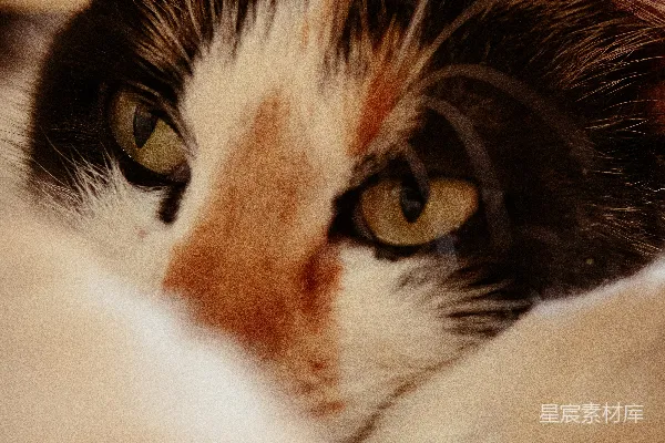 高清摄影 一只花猫把头放在爪子上休息。
