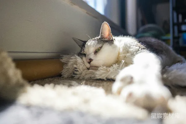 高清摄影 猫在暖阳下睡在白色地毯上。