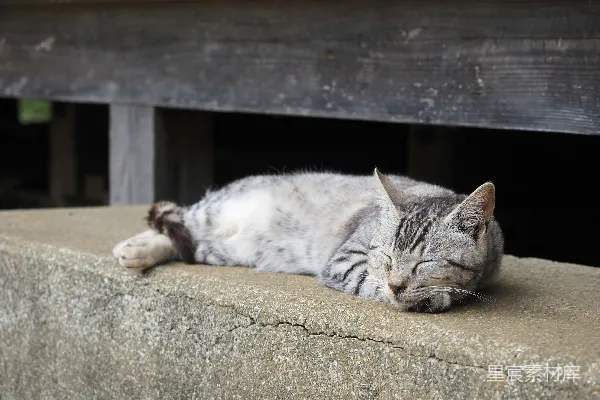 高清摄影 一只虎斑猫在混凝土台子上睡觉。