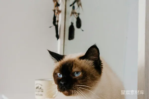 高清摄影 一只黑白相间的猫在白色桌子上