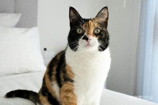 高清摄影 一只花猫坐在床上。