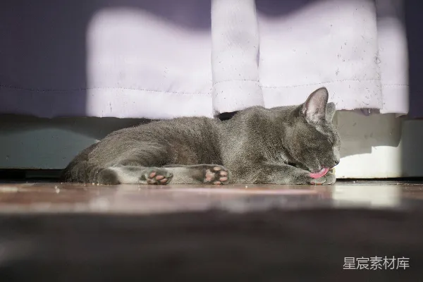 高清摄影 一只灰色的小猫在窗边舔毛。