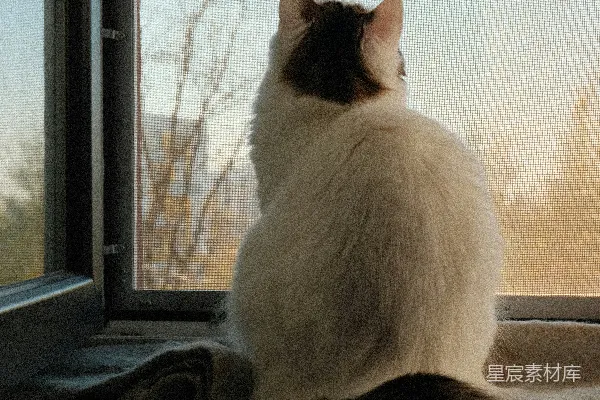 高清摄影 毛茸茸的猫坐在窗台上，望着窗外。