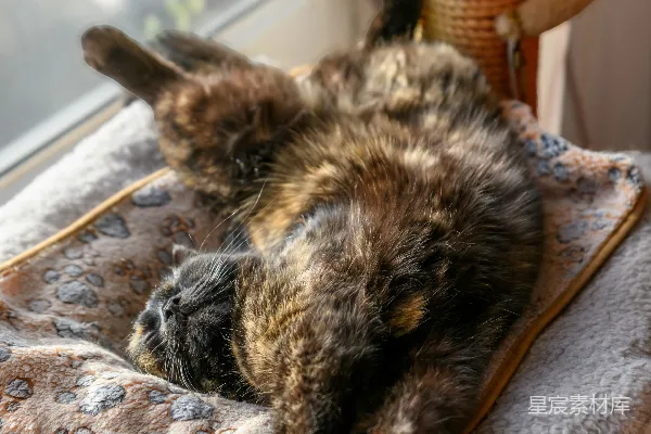 高清摄影 一只玳瑁猫睡在磨爪柱上。