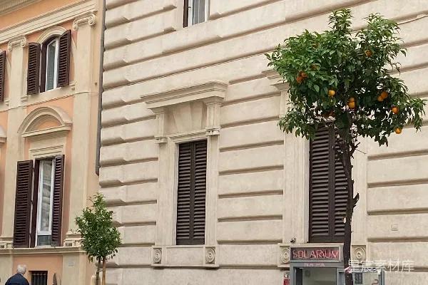 高清摄影 一排橙树，树上挂满了果实，背景是建筑物和停着的汽车。