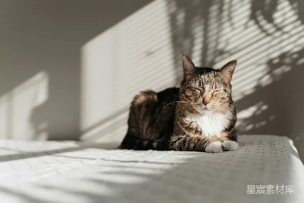 高清摄影 一只花猫在百叶窗附近的阳光下休息。