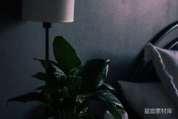 高清摄影 绿植在白色陶瓷花盆中
