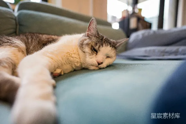 高清摄影 一只家猫在室内的浅绿色沙发上打盹。
