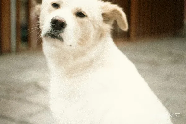 高清摄影 一只白狗坐在那里看着镜头。