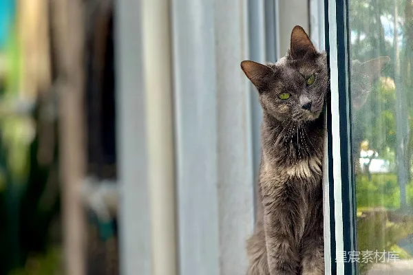 高清摄影 一只灰色的猫坐在窗台上，向外张望。