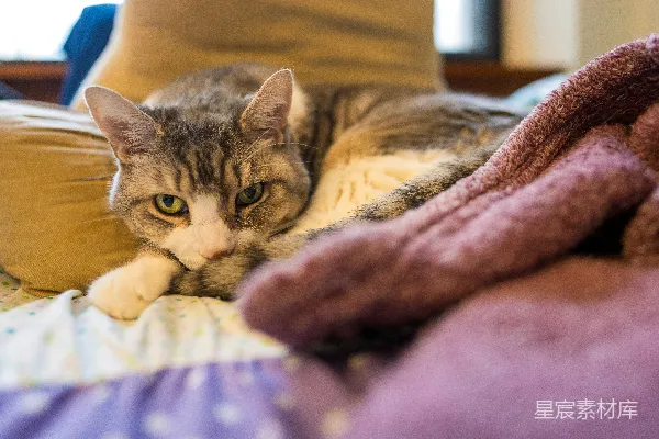 高清摄影 一只虎斑猫趴在铺有毯子的床上。