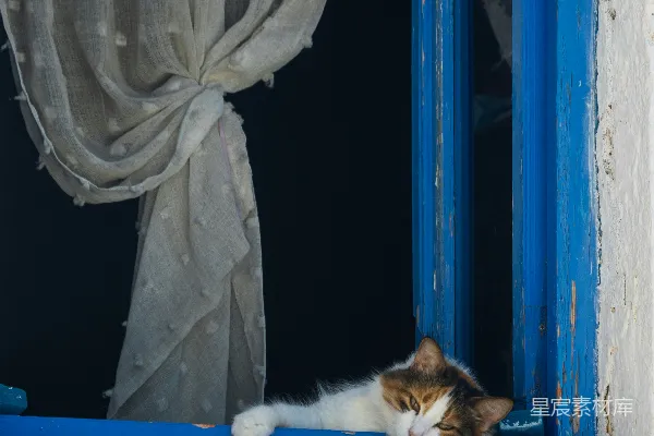 高清摄影 一只猫将头枕在蓝色的窗台上。