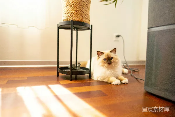 高清摄影 一只蓬松的猫静静地躺在磨光的木地板上。