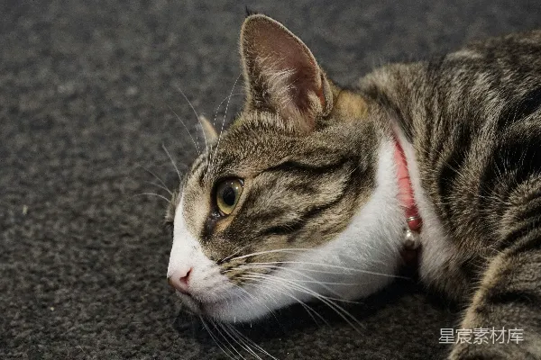 高清摄影 一只戴着粉红色项圈的虎斑猫躺了下来。