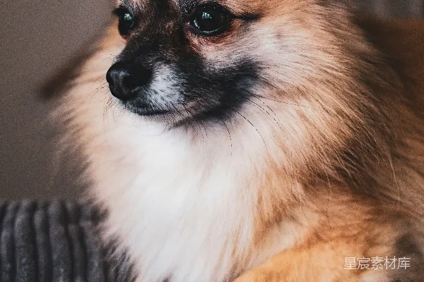 高清摄影 一只蓬松的博美犬正趴在沙发上休息。