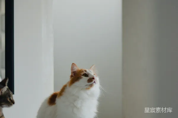 高清摄影 一只蓬松的猫坐在白色表面上，抬头看着。