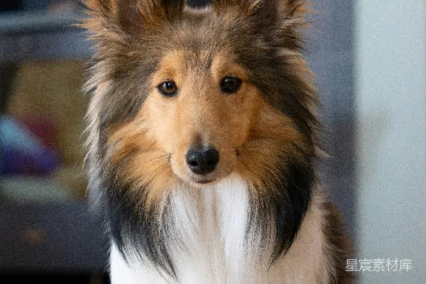 高清摄影 一只设尔兰牧羊犬正在往室内看。