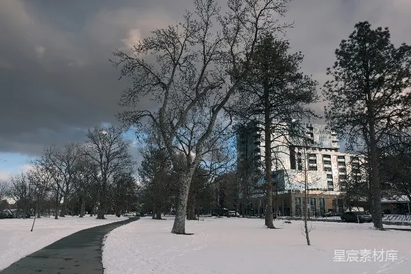 高清摄影 雪地公园里光秃秃的树木和一座建筑。