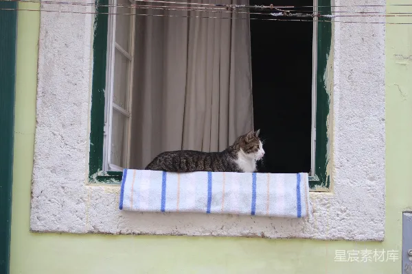 高清摄影 一只虎斑猫正躺在窗台上。
