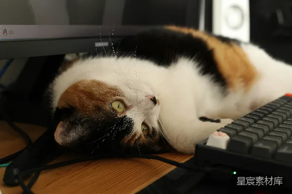 高清摄影 一只花猫正靠在电脑键盘旁边。