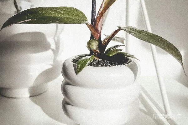 高清摄影 一盆植物放在白色桌子上