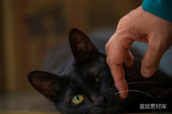 高清摄影 一只手抚摸着一只绿眼睛的黑猫。
