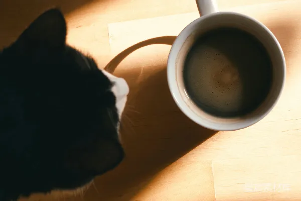 高清摄影 一只黑白相间的猫看着一个咖啡杯。